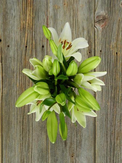 BACH  WHITE LA HYBRID LILIES